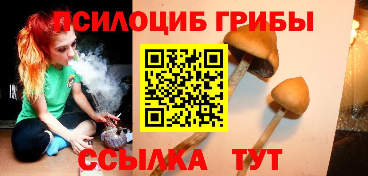Галлюциногенные грибы Psilocybine cubensis Димитровград